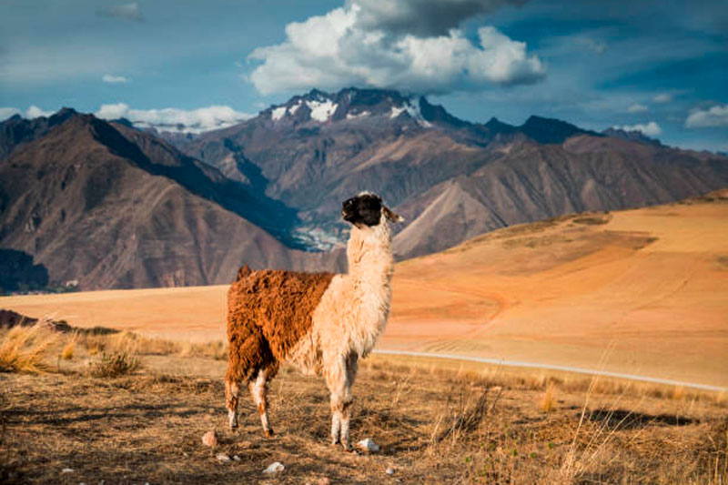 Classic Rainbow Mountain (Vinicunca) Full-Day Trek